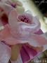 Dragée Mariage : Dragées thème Rose papillon